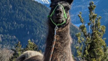 Familienwanderung mit Alpakas