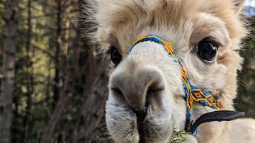 Familienwanderung mit Alpakas